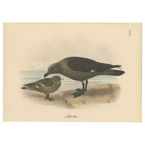 The Common Skua: Hand-colored from Dresser's Birds of Europe (1871-1896)