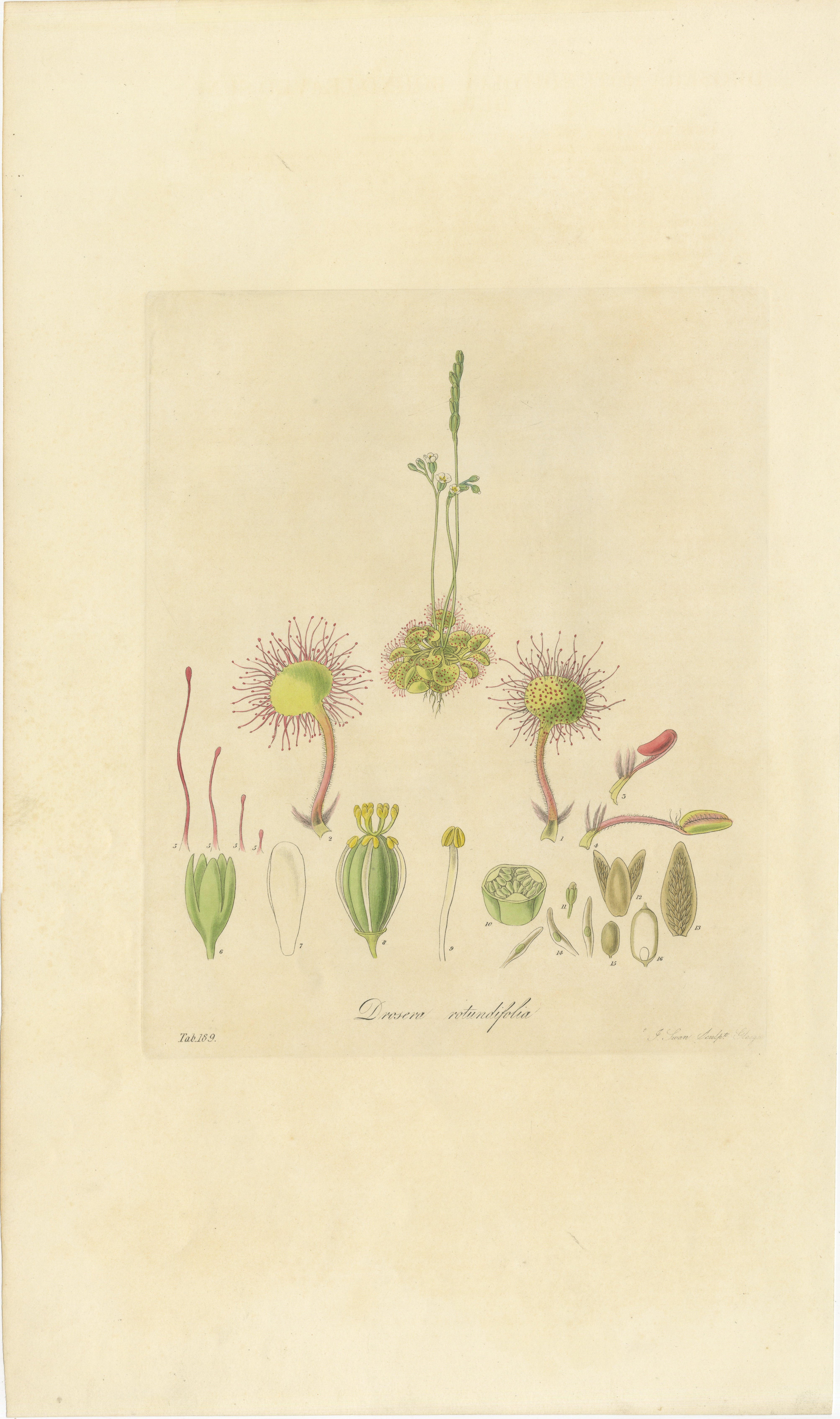 The plant depicted in the illustration is identified as 