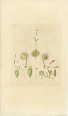 The Delicate Predator: Botanical Illustrations of Drosera, 1777