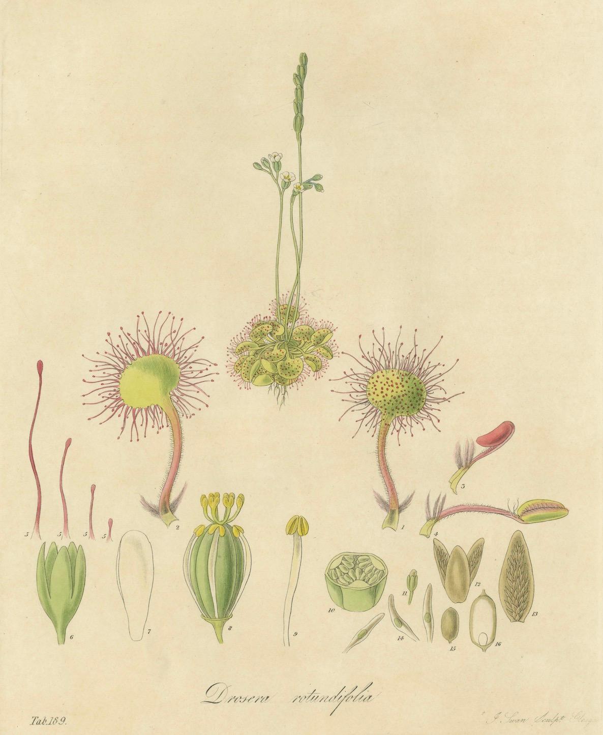 Gravé Le prédateur délicat : Illustrations botaniques de Drosera, 1777 en vente