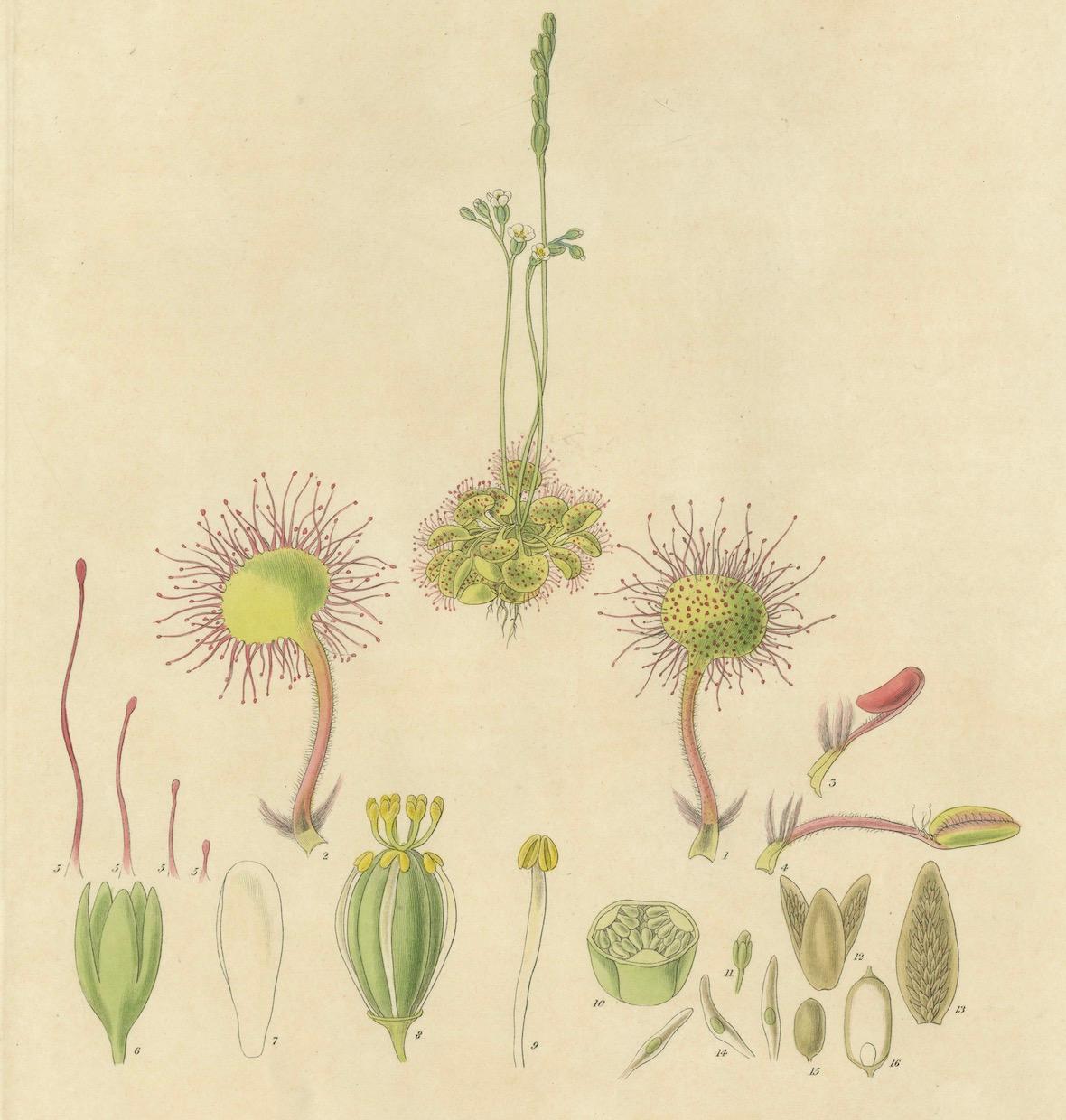 Le prédateur délicat : Illustrations botaniques de Drosera, 1777 Bon état - En vente à Langweer, NL