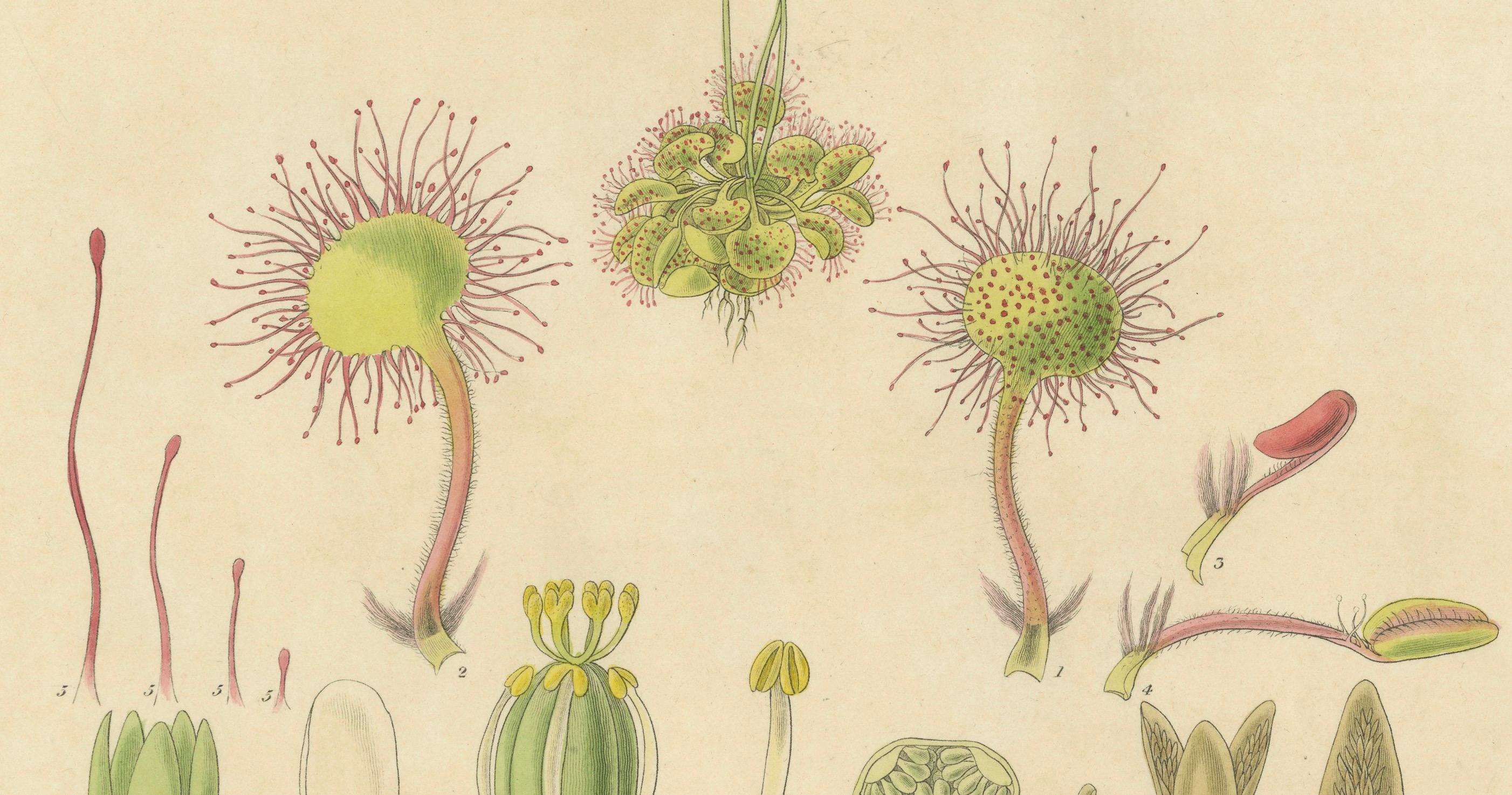 Fin du XVIIIe siècle Le prédateur délicat : Illustrations botaniques de Drosera, 1777 en vente