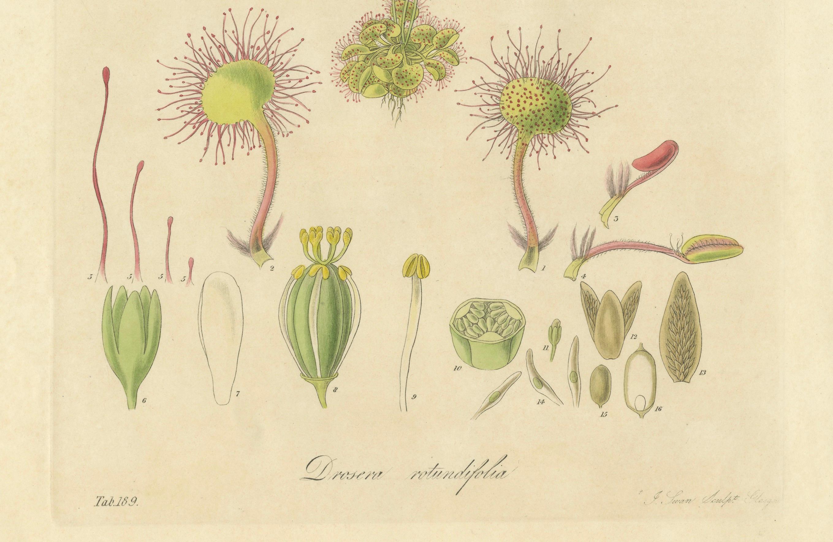 Papier Le prédateur délicat : Illustrations botaniques de Drosera, 1777 en vente