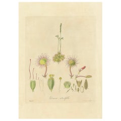 The Delicate Predator: Botanical Illustrations of Drosera, 1777