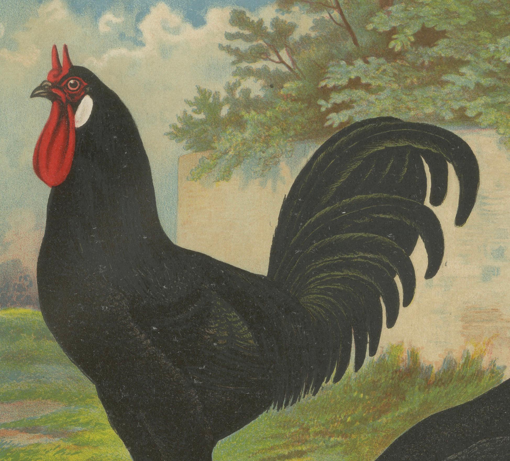 Das unverwechselbare La Flèche Huhn Eine seltene Geflügellithographie aus dem 19.  

Diese bemerkenswerte Chromolithografie aus dem 19. Jahrhundert zeigt ein Paar La Flèche-Hühner, eine elegante und seltene französische Rasse, die für ihren