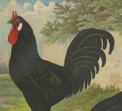 The Distinctive La Flèche Chicken - A Rare 19th Century Poultry Lithograph
