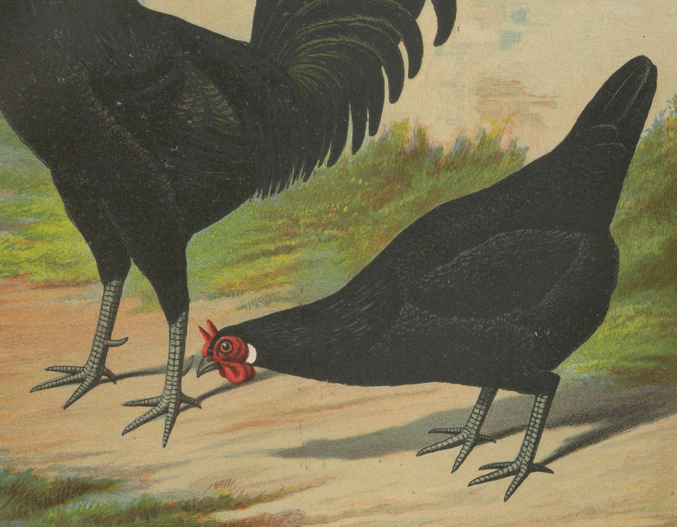 The Distinctive La Flèche Chicken - A Rare 19th Century Poultry Lithograph im Zustand „Gut“ im Angebot in Langweer, NL