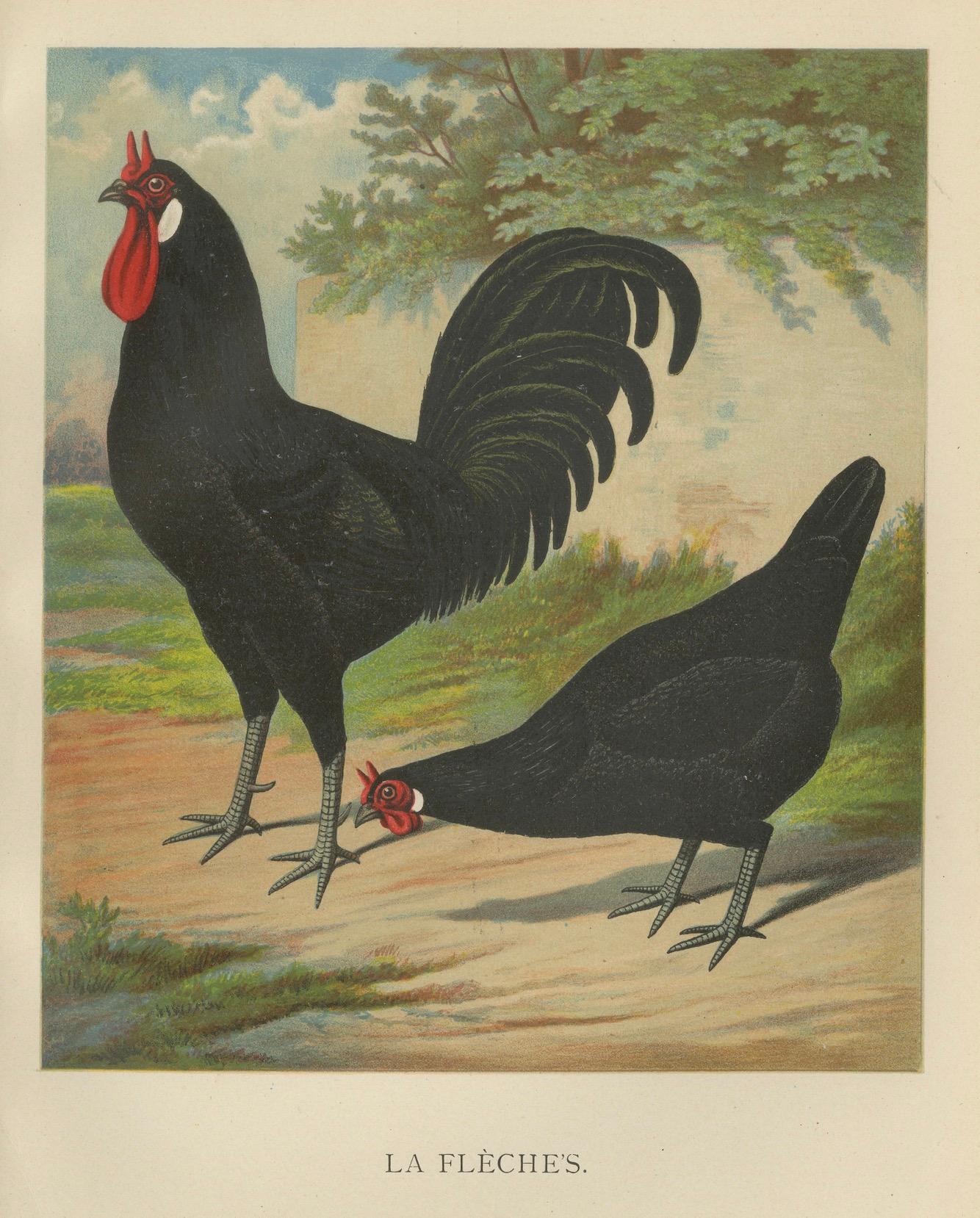 The Distinctive La Flèche Chicken - A Rare 19th Century Poultry Lithograph (Spätes 19. Jahrhundert) im Angebot