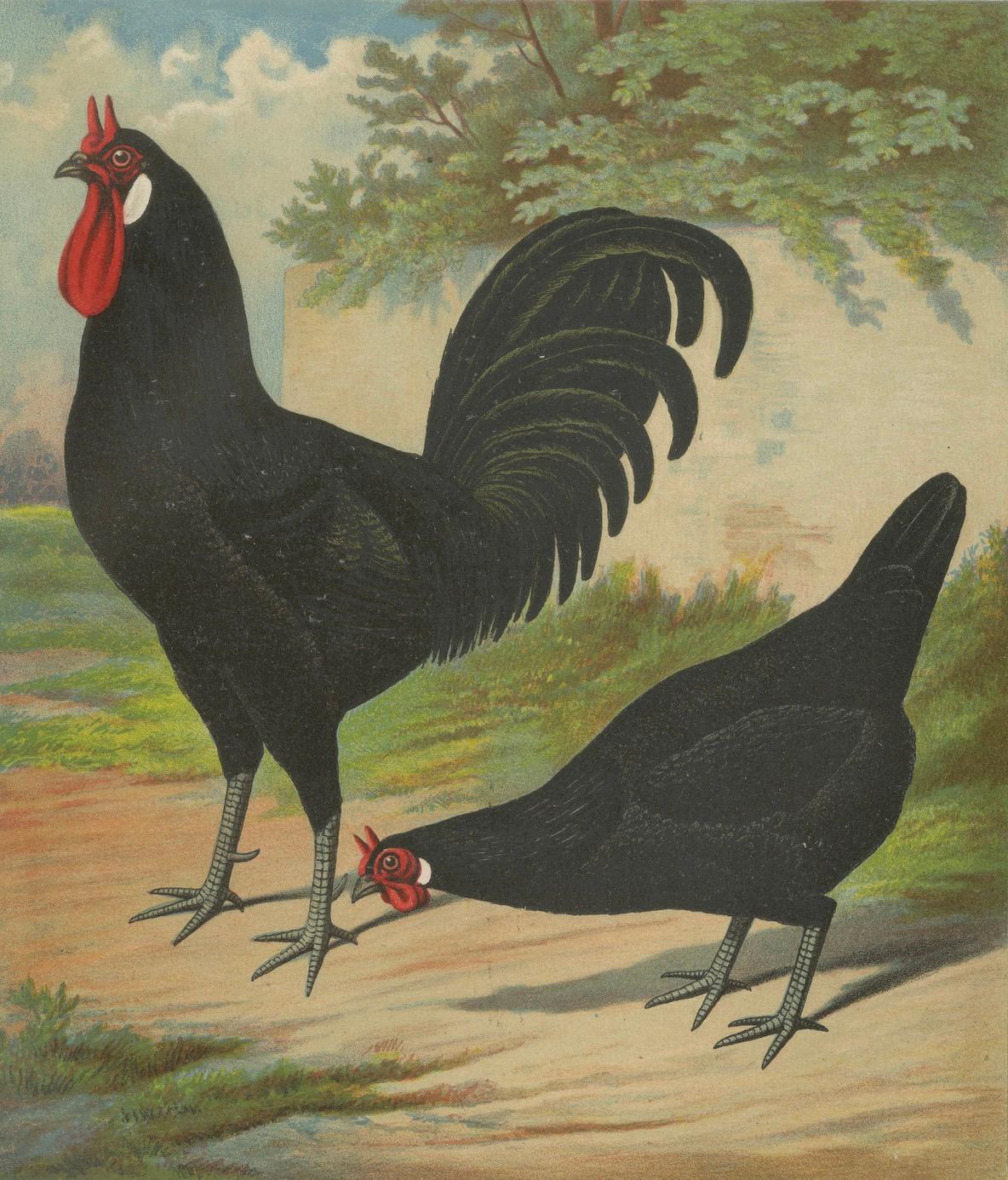 The Distinctive La Flèche Chicken - A Rare 19th Century Poultry Lithograph (Papier) im Angebot