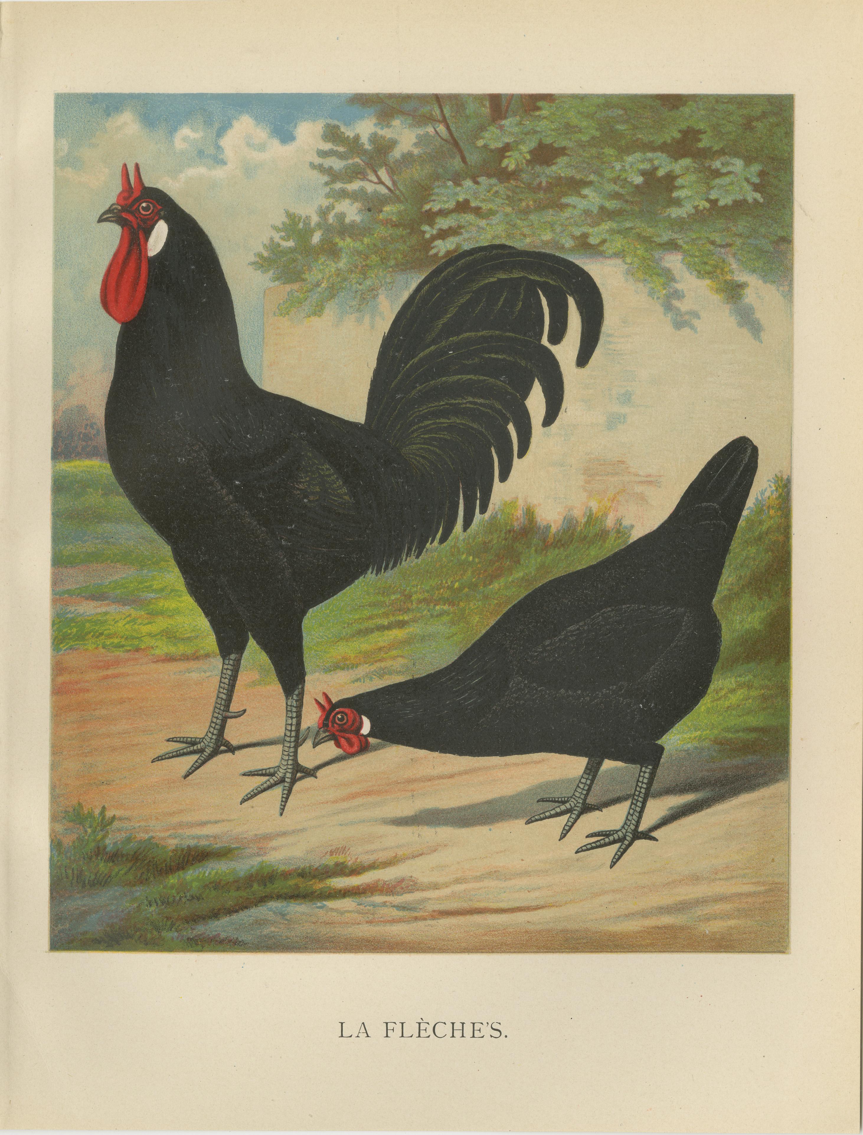 The Distinctive La Flèche Chicken - A Rare 19th Century Poultry Lithograph im Angebot 1