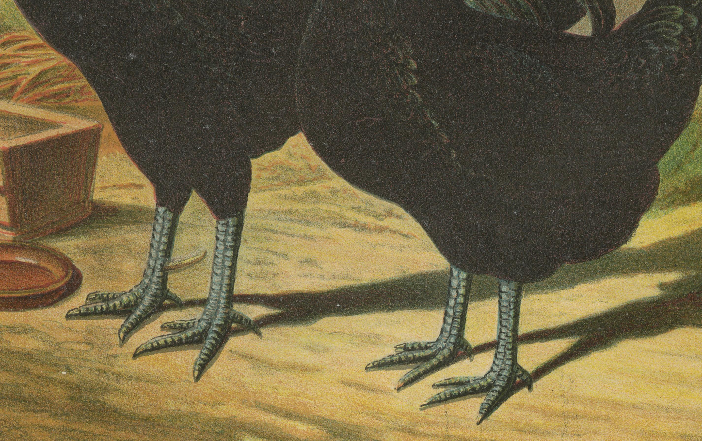 The Distinguished Black Dutch White-Crested Chicken A Rare 19th Century Poultry Lithograph  

This striking 19th century chromolithograph showcases a pair of Black Dutch White-Crested chickens, an ornamental breed admired for its elegant black