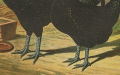 The Distinguished Black Dutch White-Crested Chicken - Rare 19th Century Poultry