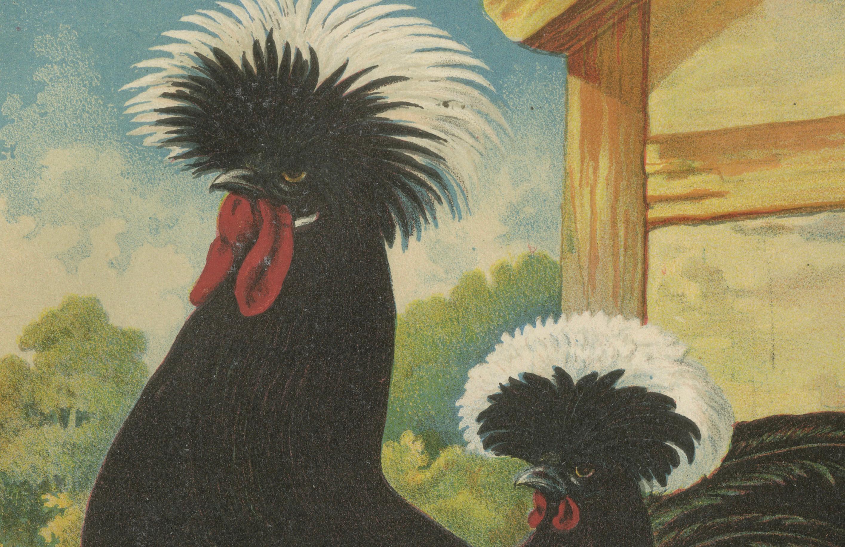 The Distinguished Black Dutch White-Crested Chicken - Rare 19th Century Poultry In Good Condition For Sale In Langweer, NL