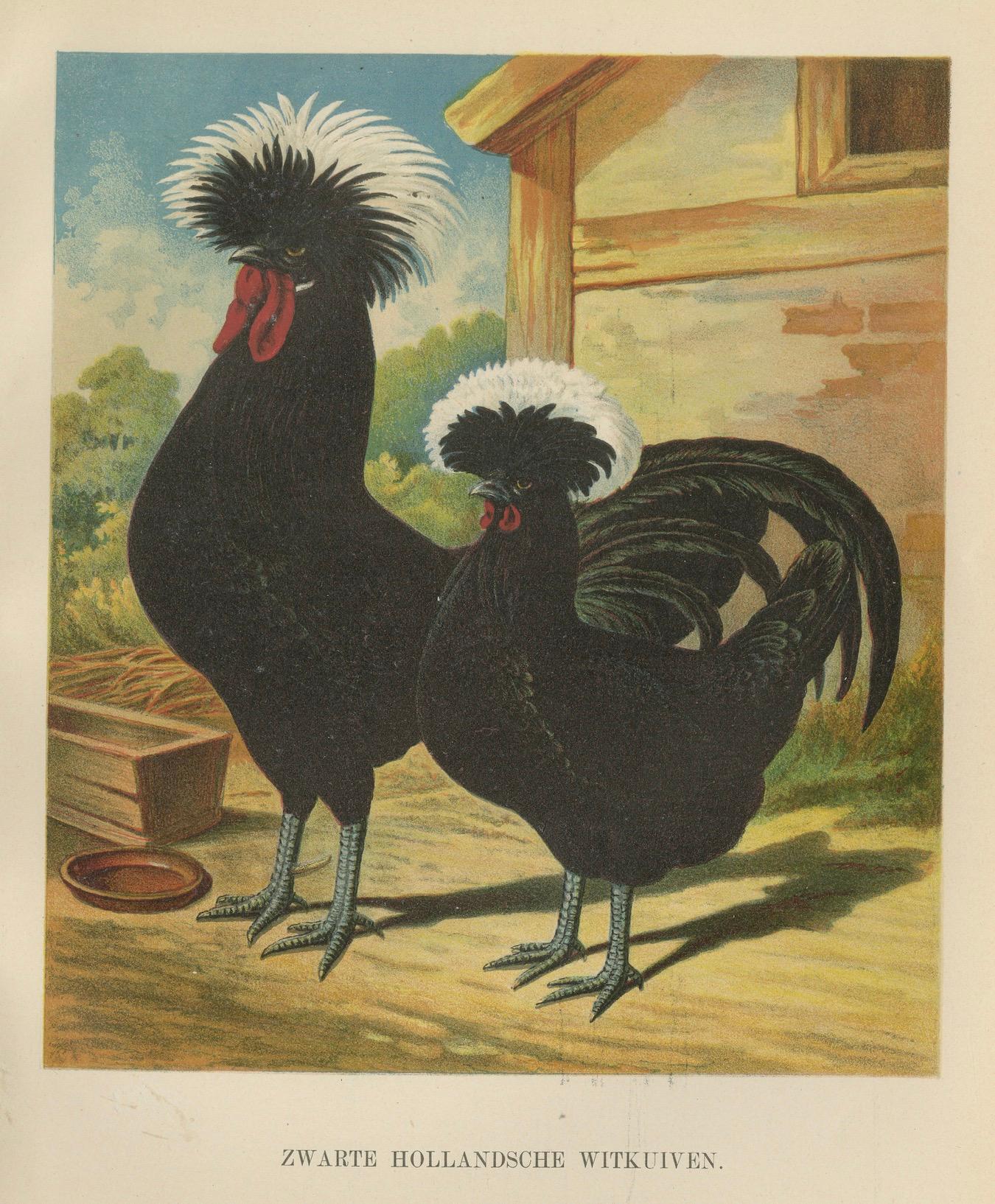Late 19th Century The Distinguished Black Dutch White-Crested Chicken - Rare 19th Century Poultry For Sale