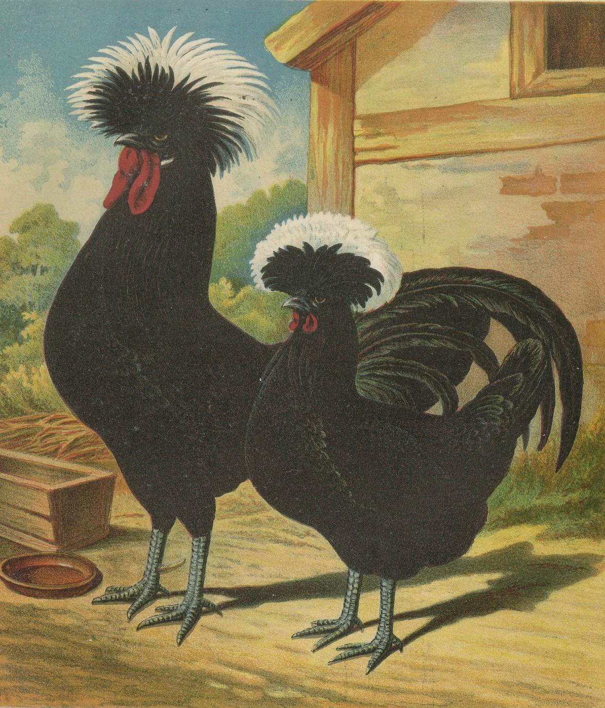 Paper The Distinguished Black Dutch White-Crested Chicken - Rare 19th Century Poultry For Sale