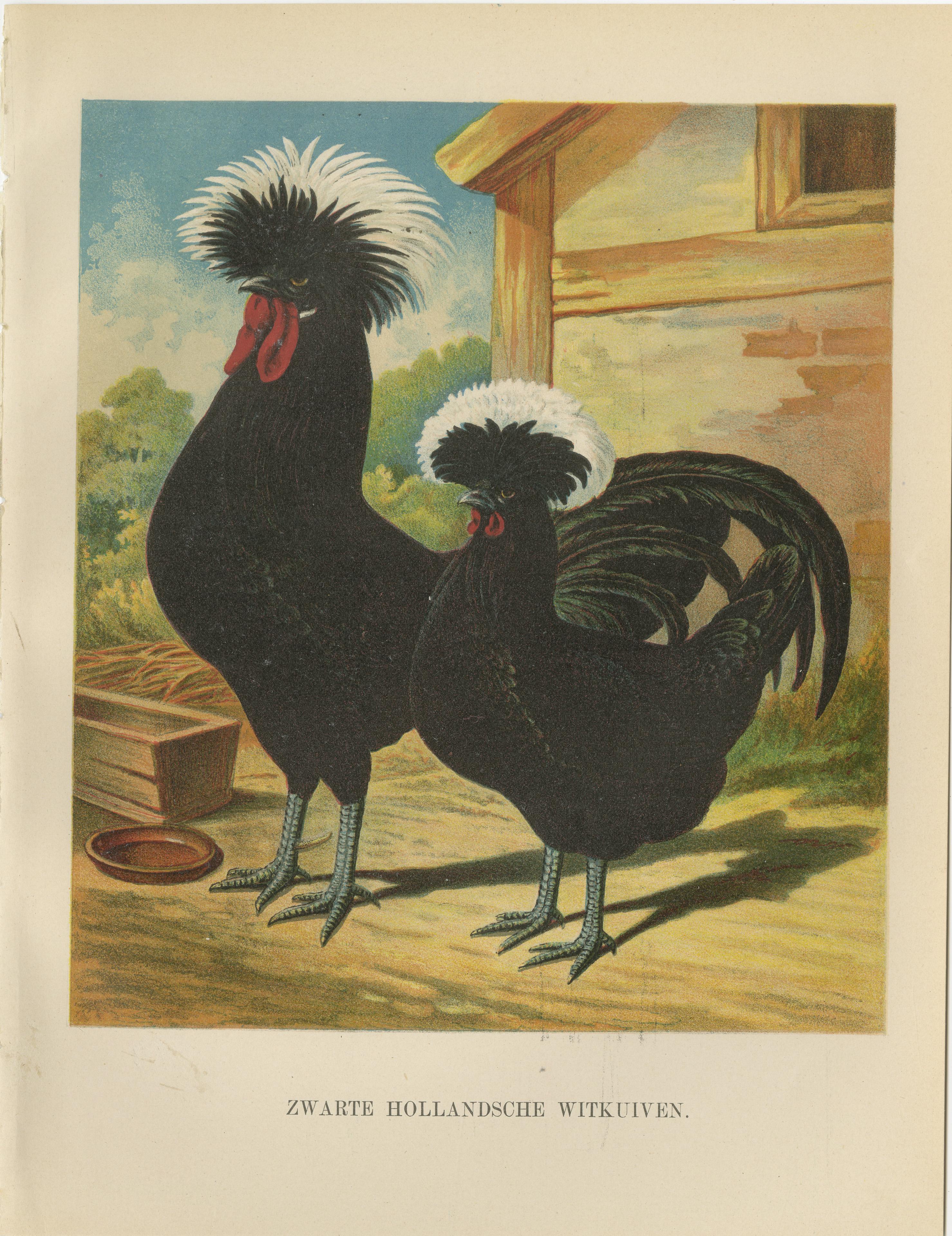 The Distinguished Black Dutch White-Crested Chicken - Rare 19th Century Poultry For Sale 1