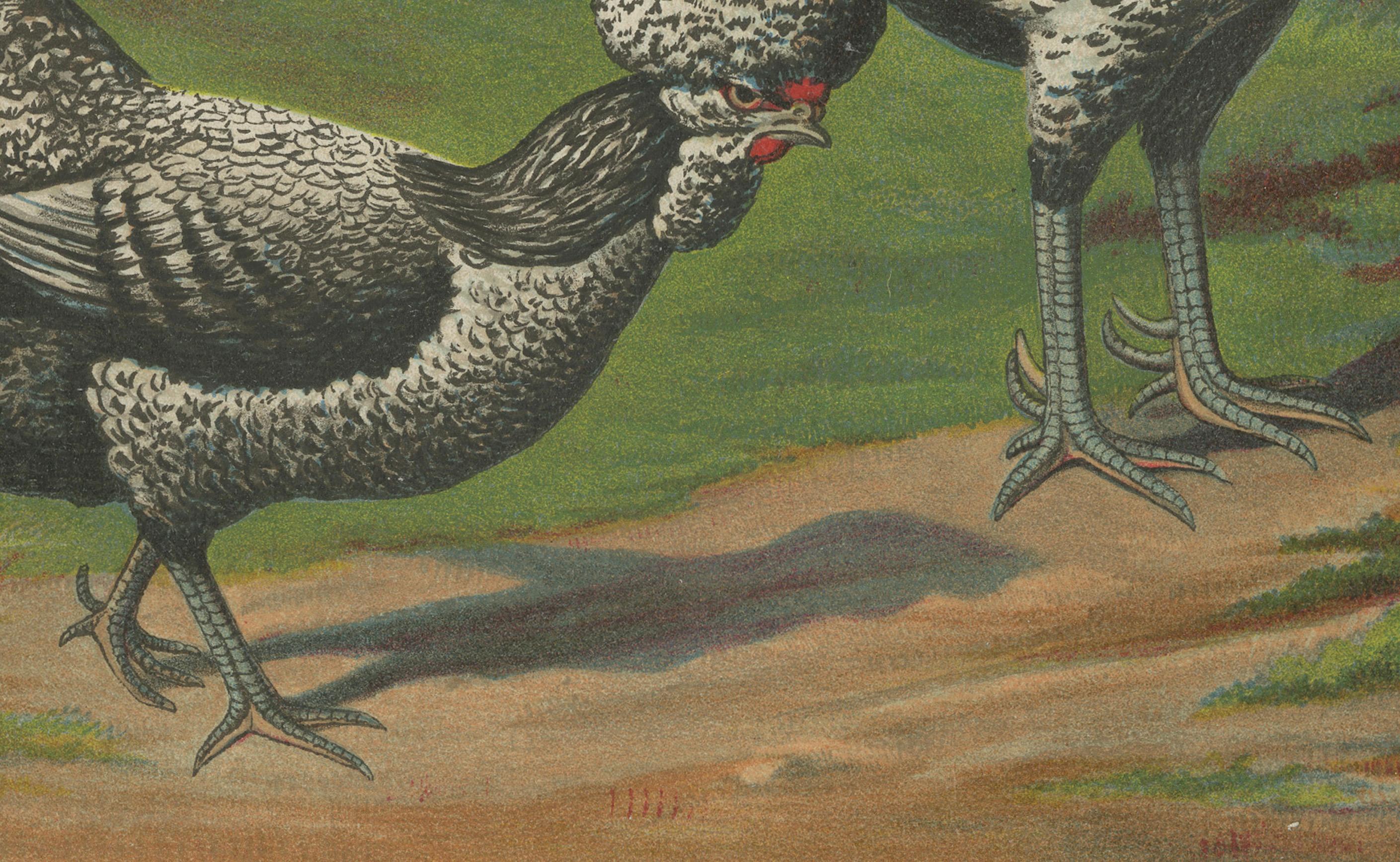 Das berühmte Houdan-Huhn Eine seltene Geflügellithographie aus dem 19.  

Diese beeindruckende Chromolithografie aus dem 19. Jahrhundert zeigt ein Paar Houdan-Hühner, eine elegante französische Hühnerrasse, die für ihren unverwechselbaren Kamm, ihr