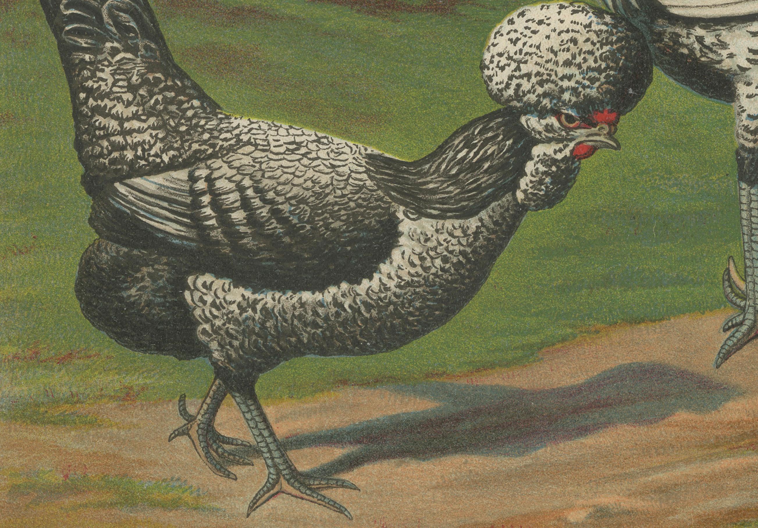 The Distinguished Houdan Chicken - A Rare 19th Century Poultry Lithograph im Zustand „Gut“ im Angebot in Langweer, NL
