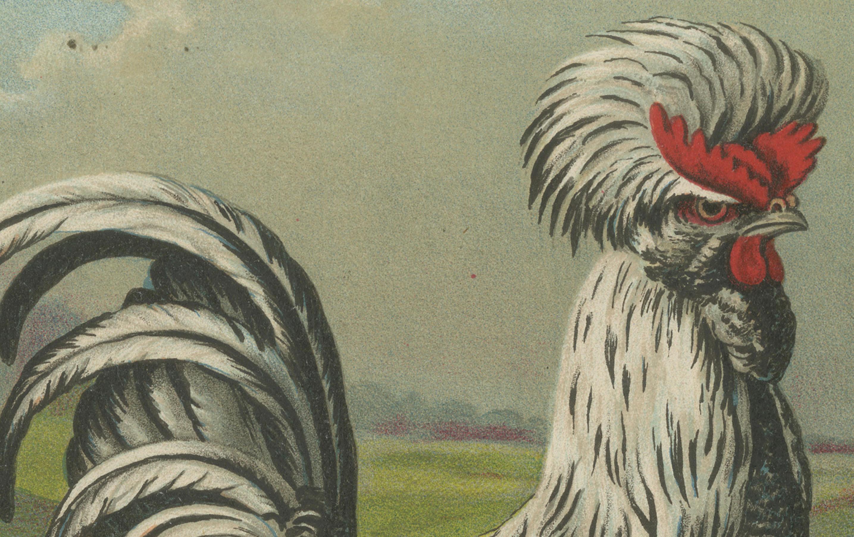 The Distinguished Houdan Chicken - A Rare 19th Century Poultry Lithograph (Spätes 19. Jahrhundert) im Angebot