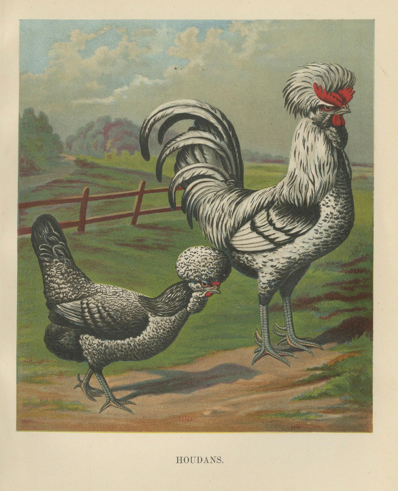 The Distinguished Houdan Chicken - A Rare 19th Century Poultry Lithograph (Papier) im Angebot
