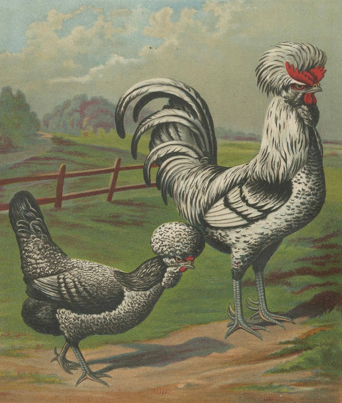 The Distinguished Houdan Chicken - A Rare 19th Century Poultry Lithograph im Angebot 1