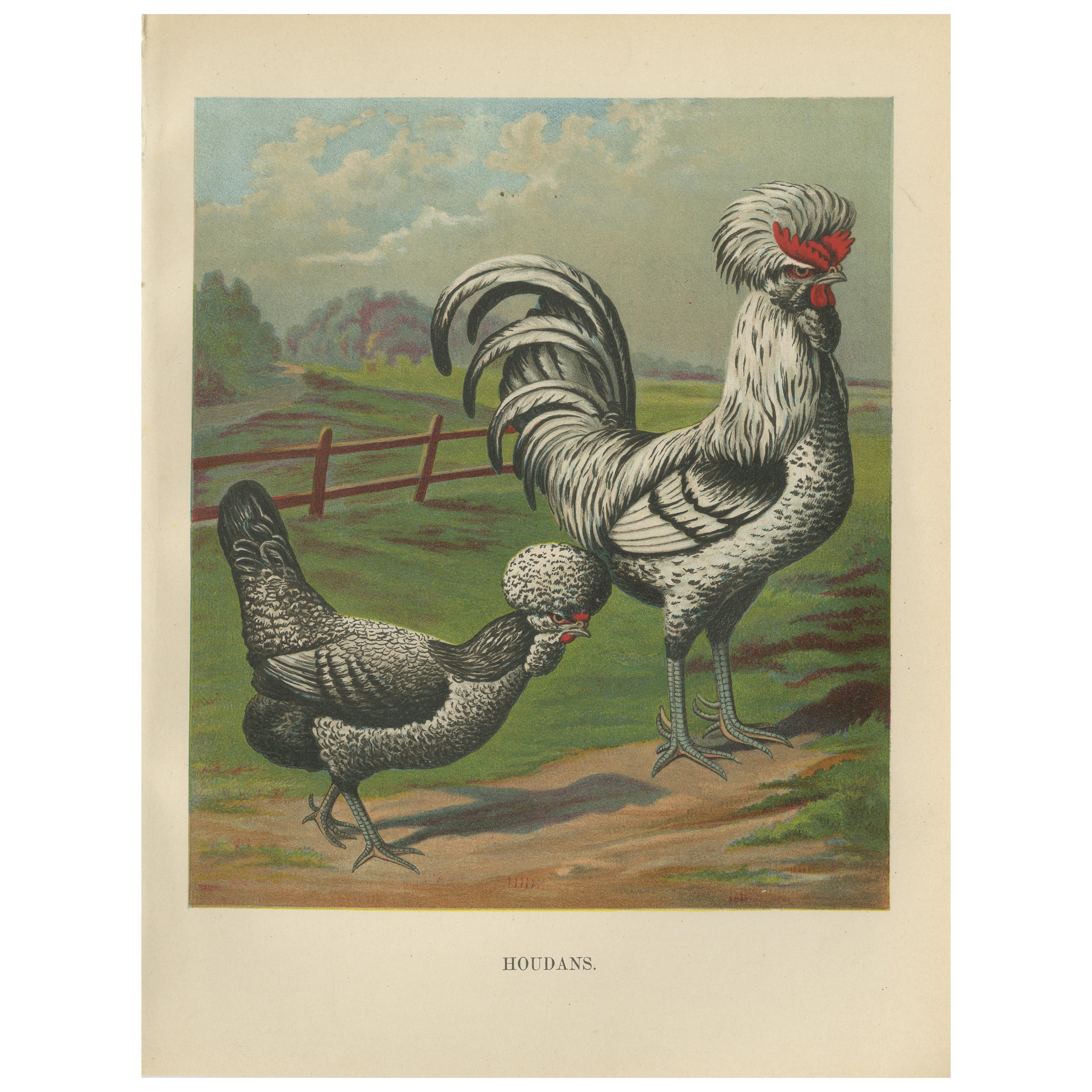 The Distinguished Houdan Chicken - A Rare 19th Century Poultry Lithograph