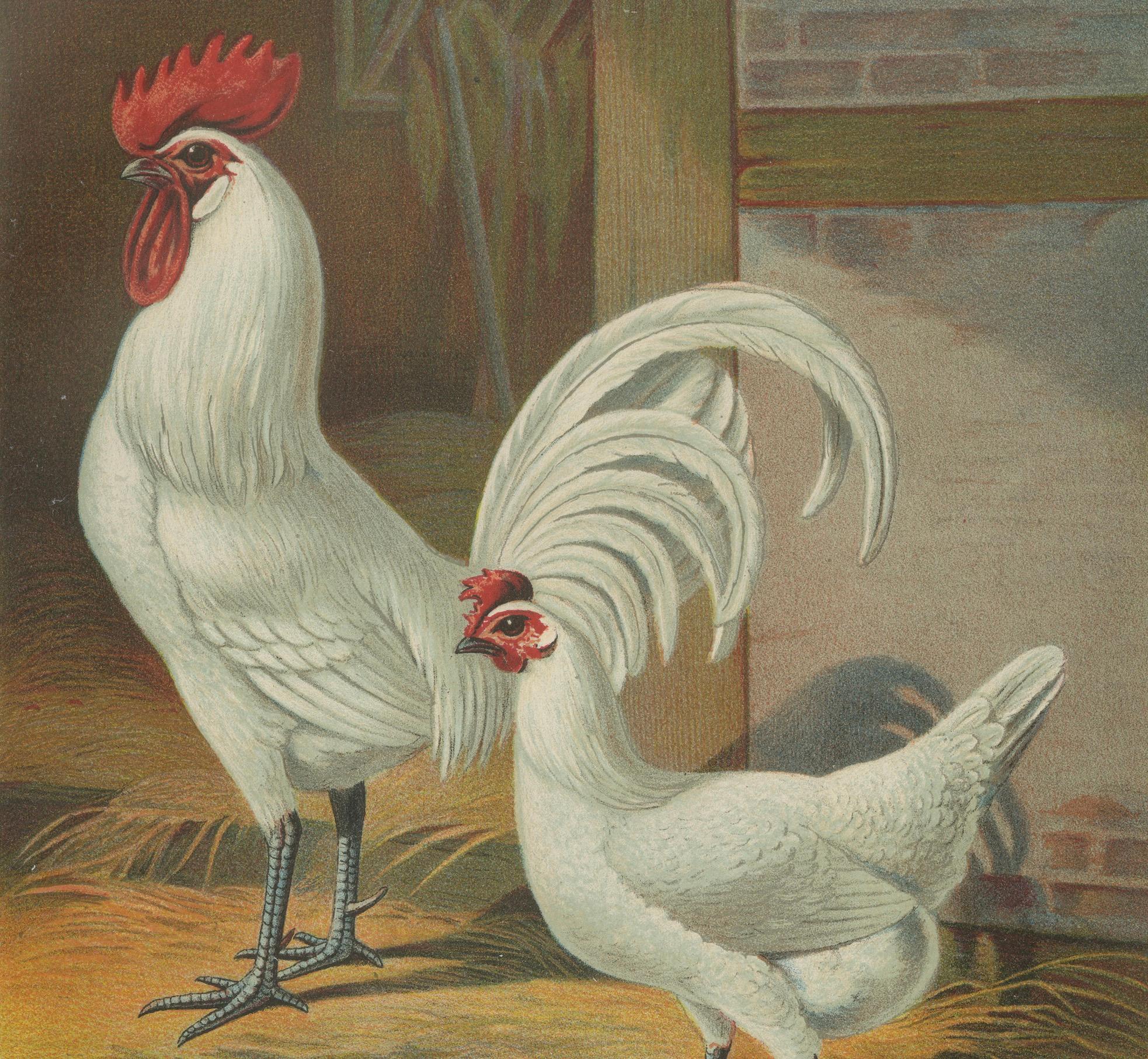 The Distinguished Ramelsloher Chicken A Rare 19th Century Poultry Lithograph  

This striking 19th-century chromolithograph features a pair of Ramelsloher chickens, a breed known for its pure white plumage, proud stature, and graceful tail feathers.