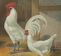 The Distinguished Ramelsloher Chicken - A Rare 19th Century Poultry Lithograph