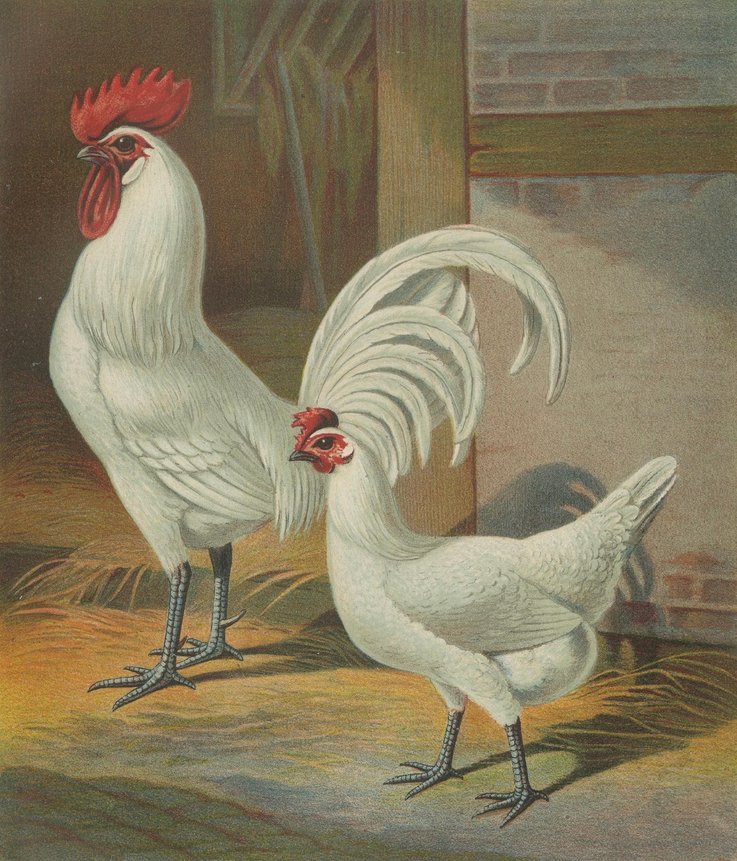 Late 19th Century The Distinguished Ramelsloher Chicken - A Rare 19th Century Poultry Lithograph For Sale