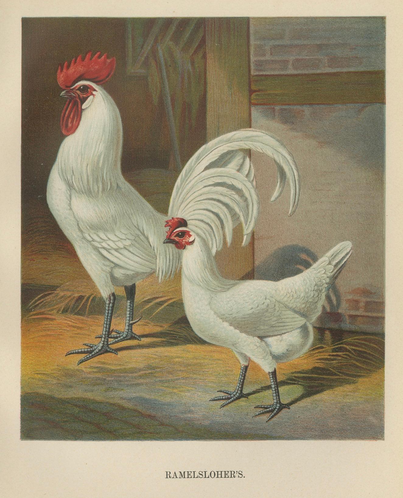 Paper The Distinguished Ramelsloher Chicken - A Rare 19th Century Poultry Lithograph For Sale