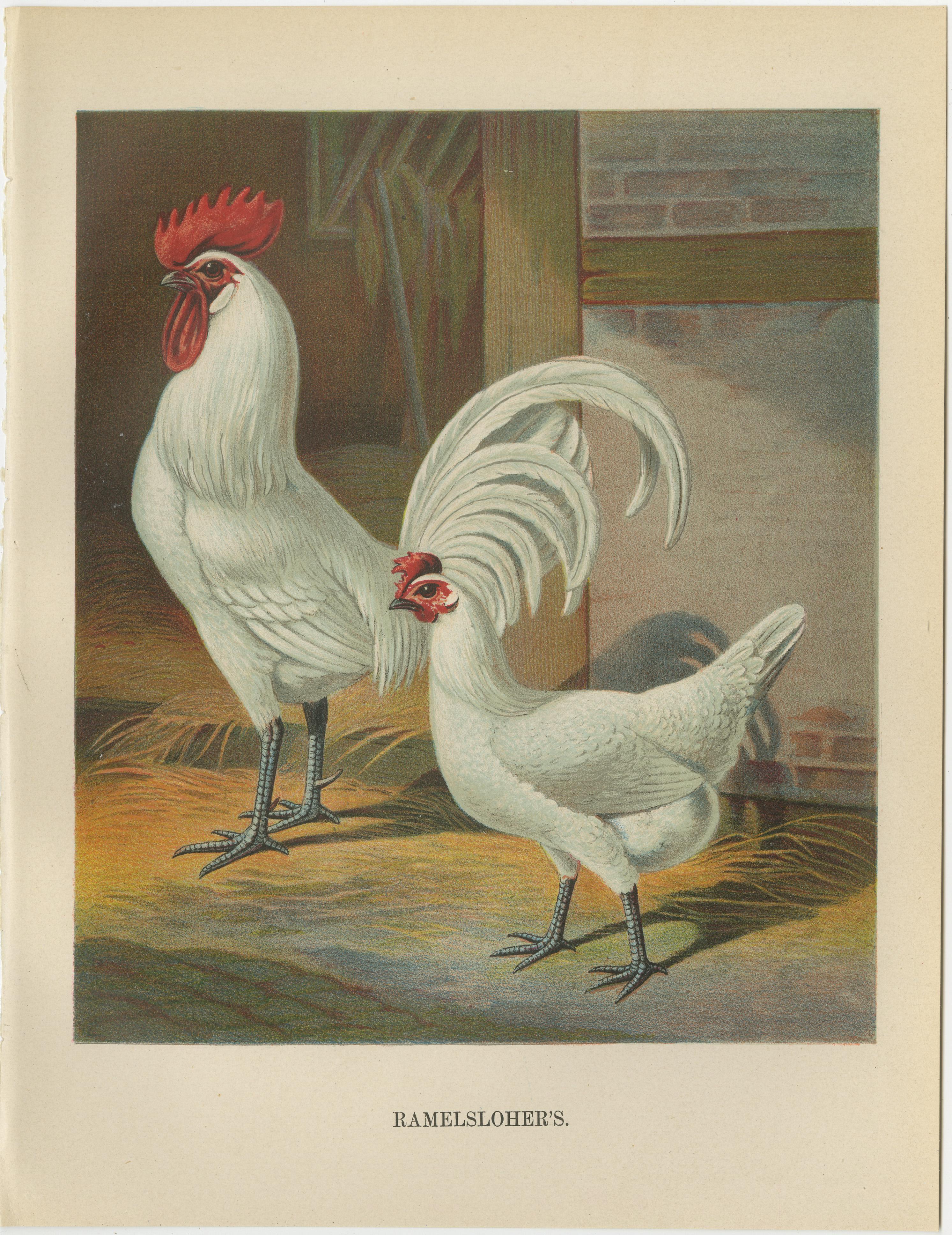 The Distinguished Ramelsloher Chicken - A Rare 19th Century Poultry Lithograph For Sale 1