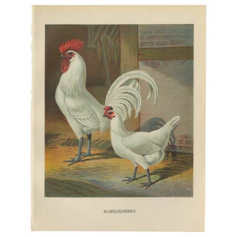 The Distinguished Ramelsloher Chicken - A Rare 19th Century Poultry Lithograph