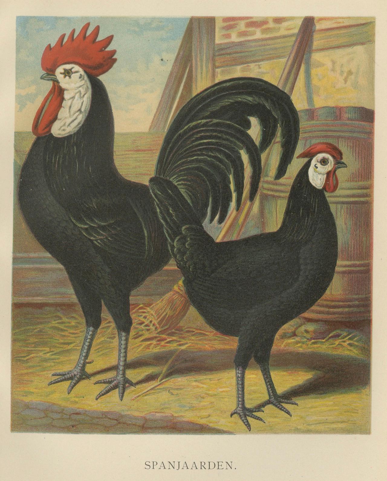 Das vornehme spanische Huhn Eine seltene Geflügellithographie aus dem 19.  

Diese eindrucksvolle Chromolithografie aus dem 19. Jahrhundert zeigt ein Paar spanischer Hühner, eine vornehme Rasse, die für ihr glattes schwarzes Gefieder, ihre