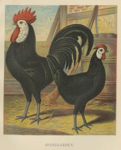 The Distinguished Spanish Chicken - A Rare 19th Century Poultry Lithograph