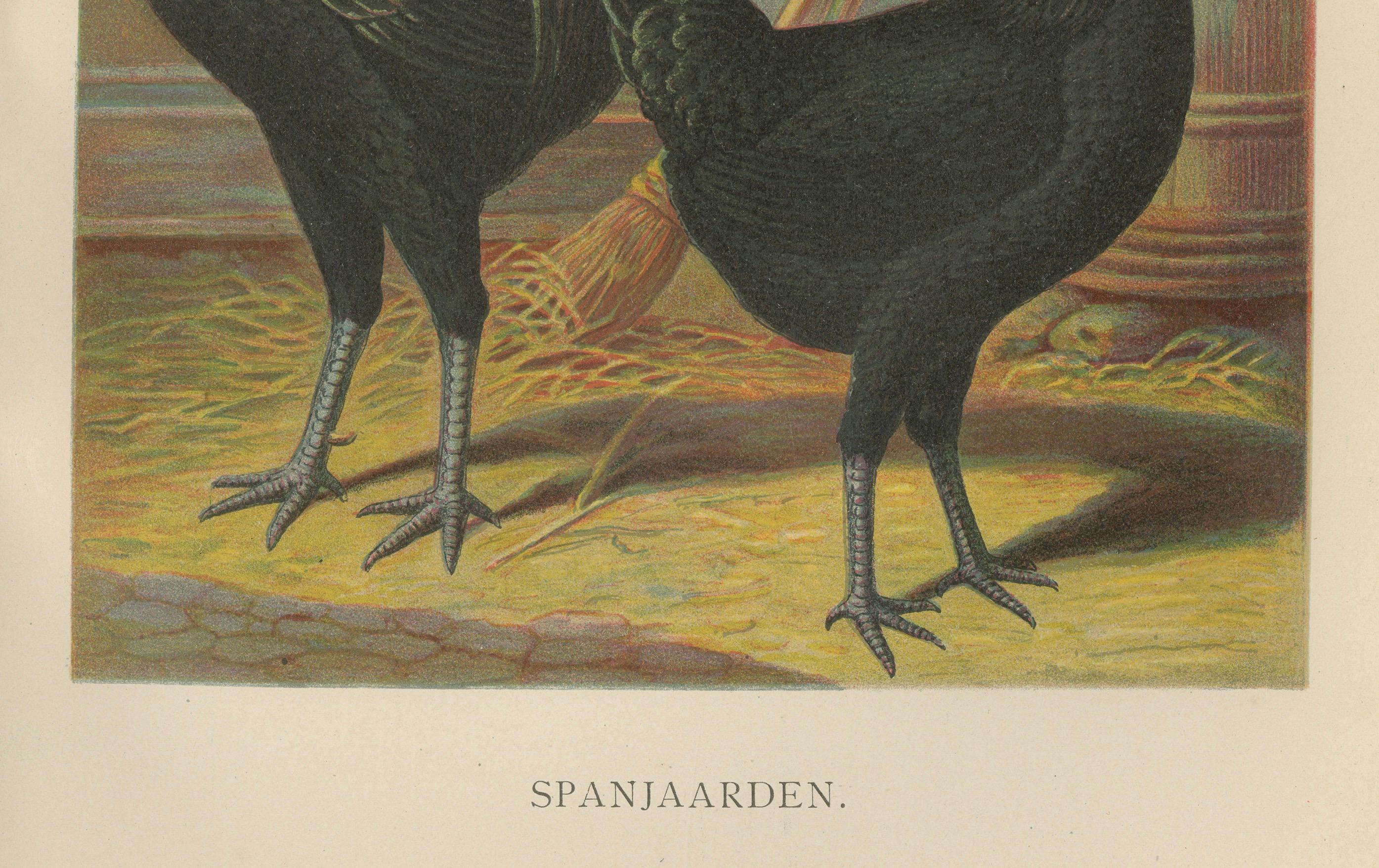 The Distinguished Spanish Chicken - A Rare 19th Century Poultry Lithograph im Zustand „Gut“ im Angebot in Langweer, NL