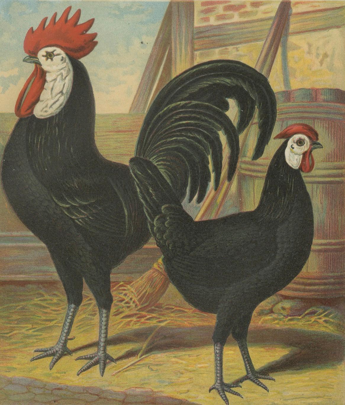The Distinguished Spanish Chicken - A Rare 19th Century Poultry Lithograph (Papier) im Angebot