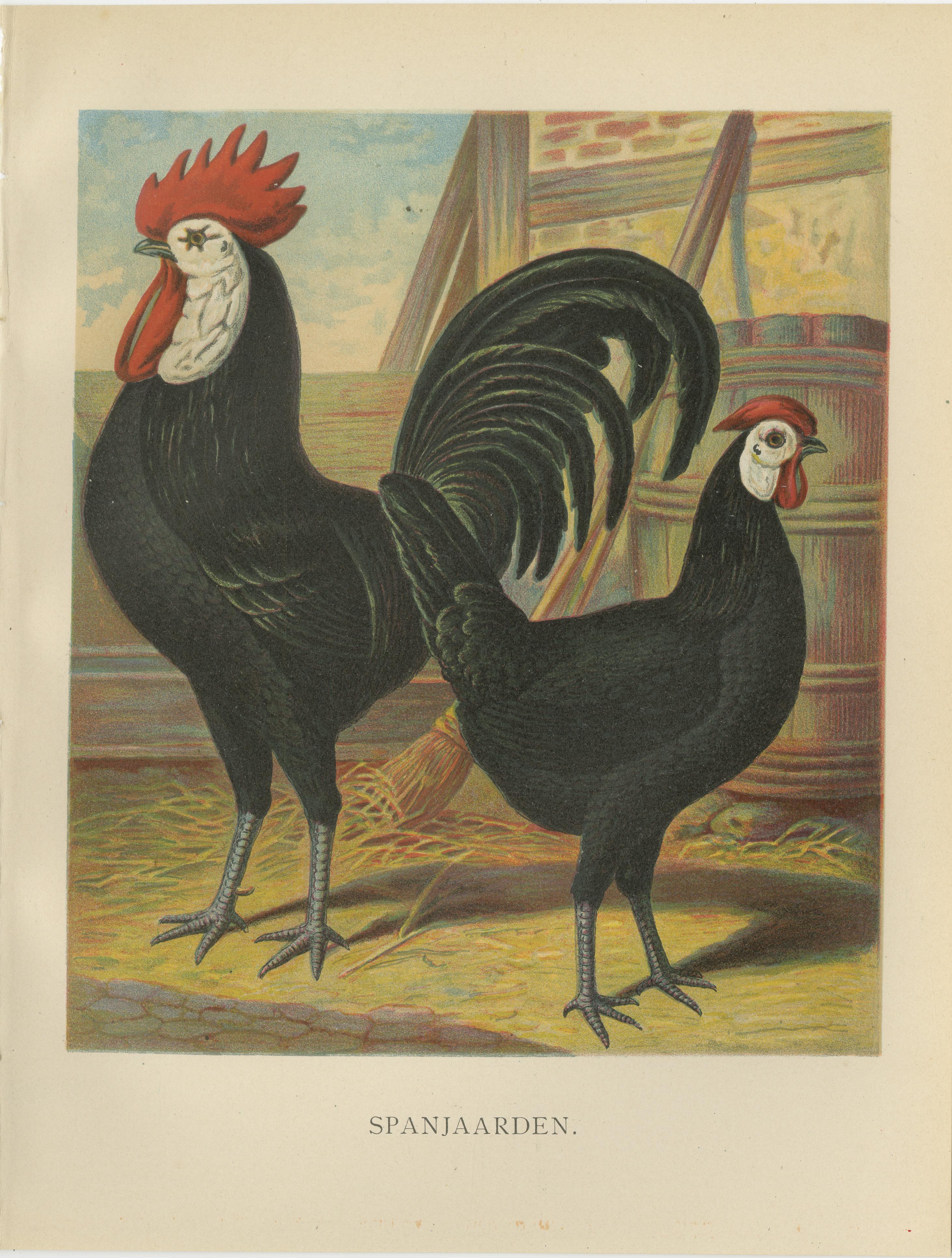 The Distinguished Spanish Chicken - A Rare 19th Century Poultry Lithograph im Angebot 1