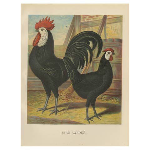The Distinguished Spanish Chicken - A Rare 19th Century Poultry Lithograph