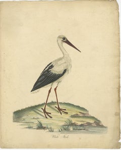 The Elegance of the White Stork Graved and in Original Hand-Coloring, 1794 (L'élégance de la cigogne blanche gravée et coloriée à la main)