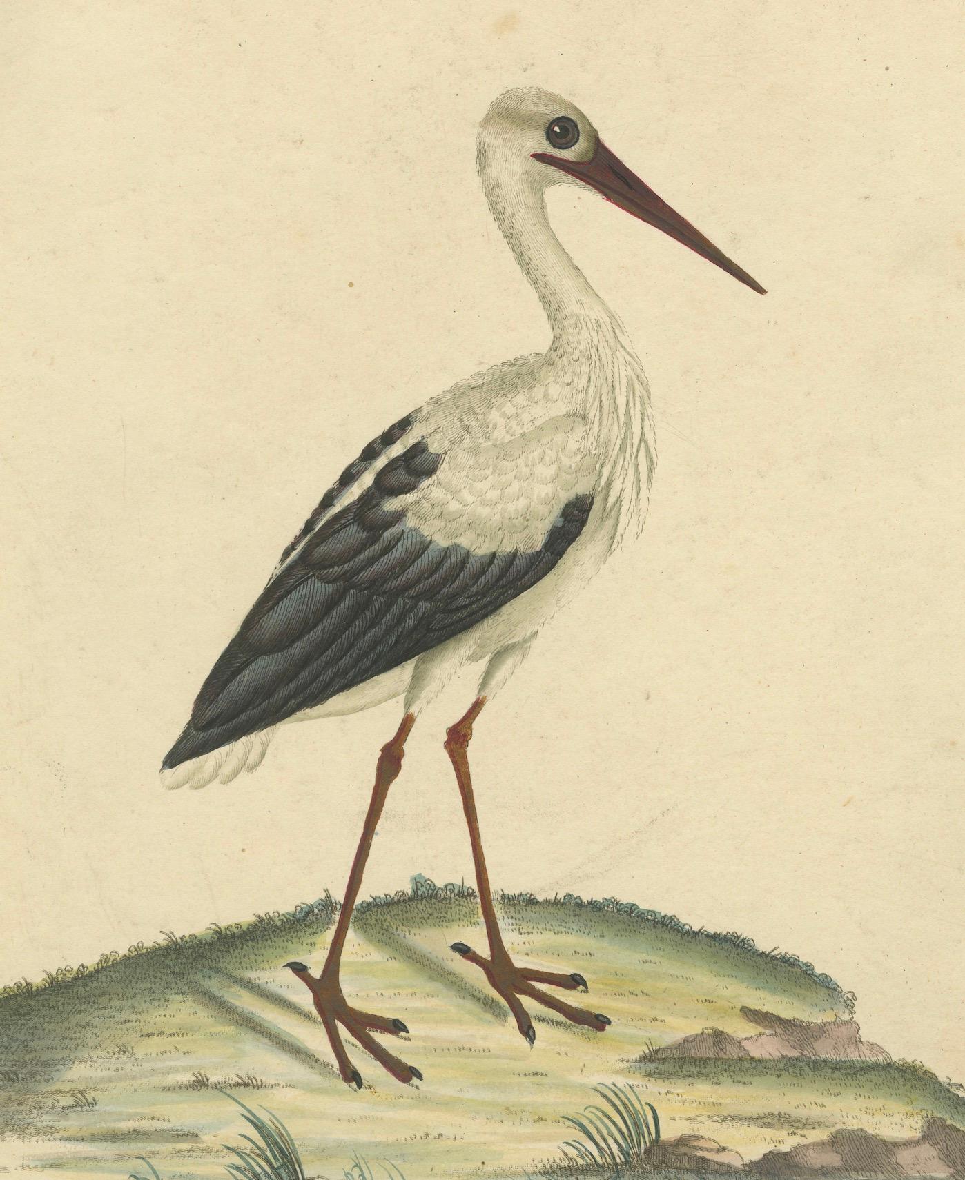 The Elegance of the White Stork Engraved and in Original Hand-Coloring, 1794 In Good Condition For Sale In Langweer, NL