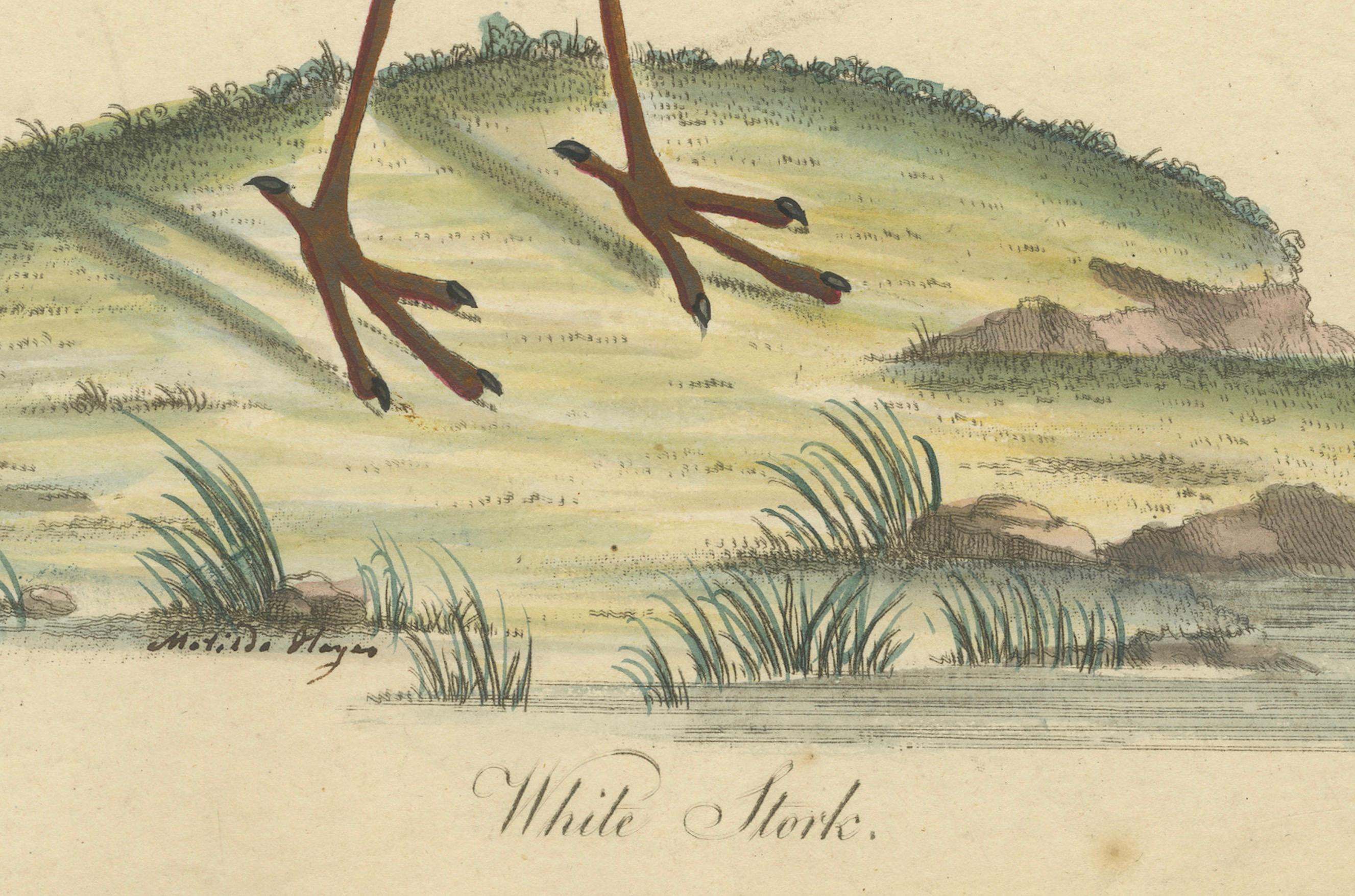 Late 18th Century The Elegance of the White Stork Engraved and in Original Hand-Coloring, 1794 For Sale