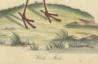 The Elegance of the White Stork Engraved and in Original Hand-Coloring, 1794, view 4
