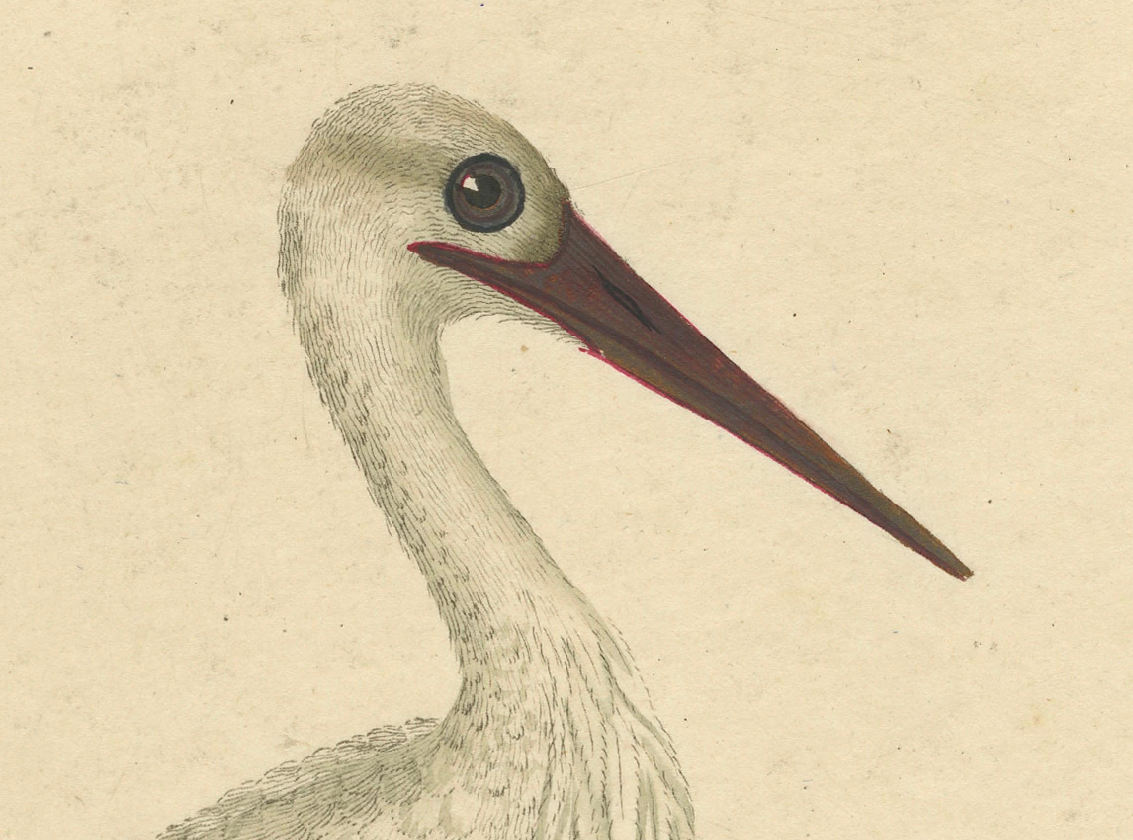 Paper The Elegance of the White Stork Engraved and in Original Hand-Coloring, 1794 For Sale