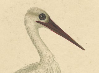 The Elegance of the White Stork Engraved and in Original Hand-Coloring, 1794, view 5