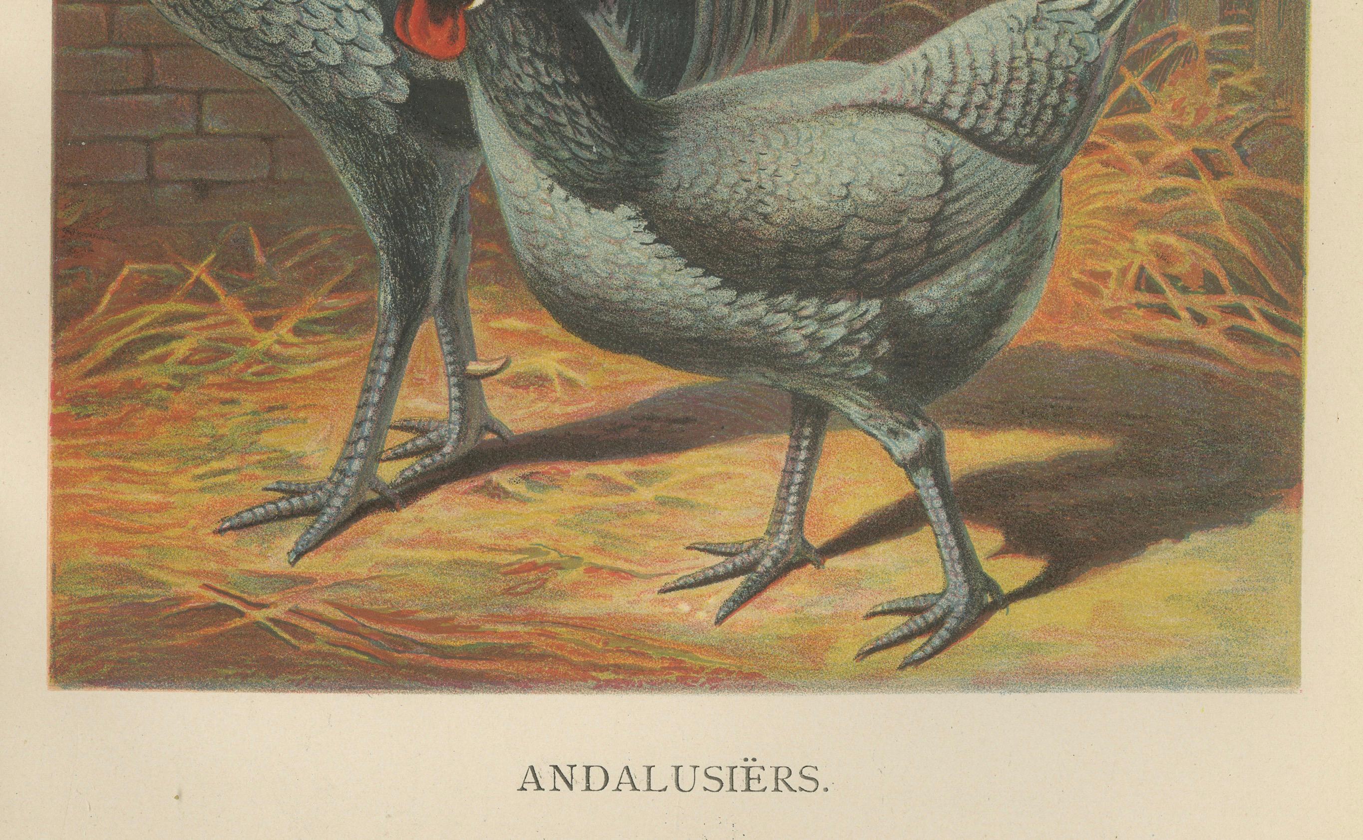 Das elegante andalusische Huhn - eine seltene Geflügellithographie aus dem 19.  

Diese beeindruckende Chromolithografie aus dem 19. Jahrhundert zeigt ein Paar Andalusierhühner, eine auffällige mediterrane Rasse, die für ihr einzigartiges