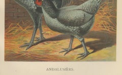 The Elegant Andalusian Chicken - A Rare 19th Century Poultry Lithograph