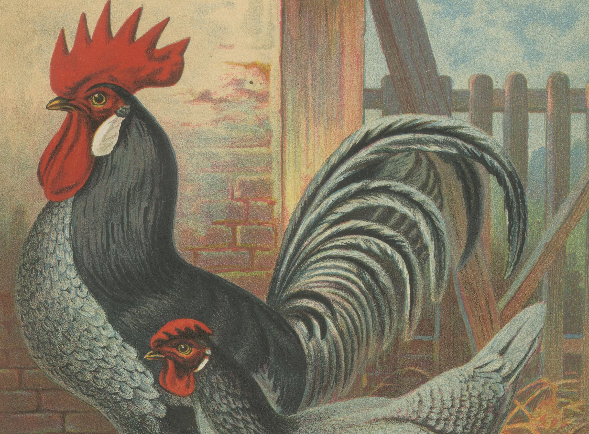 The Elegant Andalusian Chicken - A Rare 19th Century Poultry Lithograph im Zustand „Gut“ im Angebot in Langweer, NL