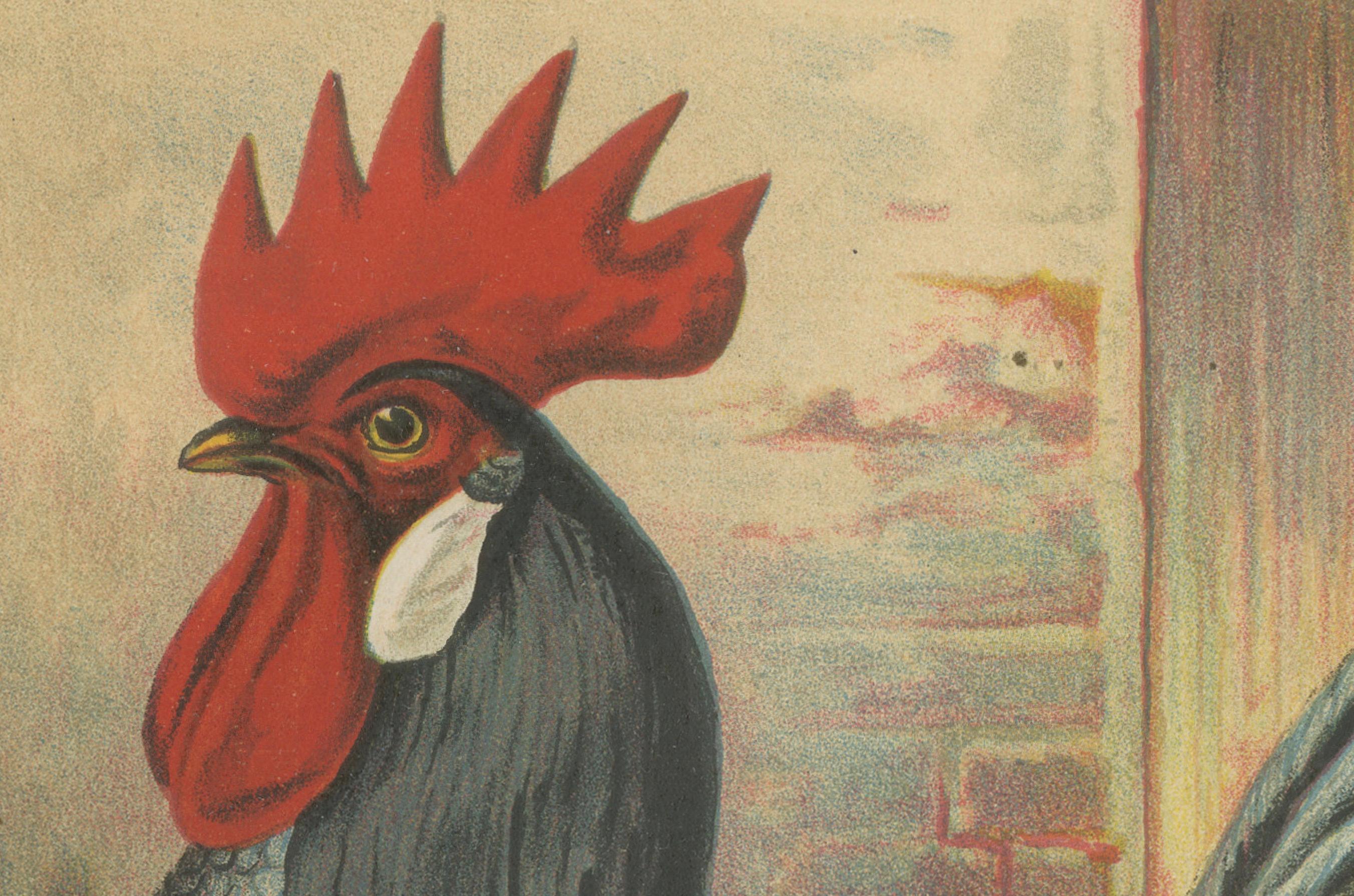 The Elegant Andalusian Chicken - A Rare 19th Century Poultry Lithograph (Spätes 19. Jahrhundert) im Angebot