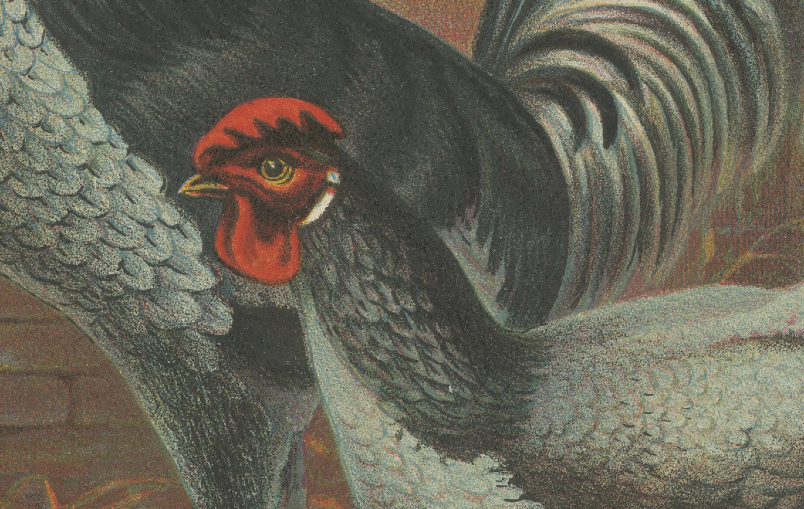The Elegant Andalusian Chicken - A Rare 19th Century Poultry Lithograph (Papier) im Angebot