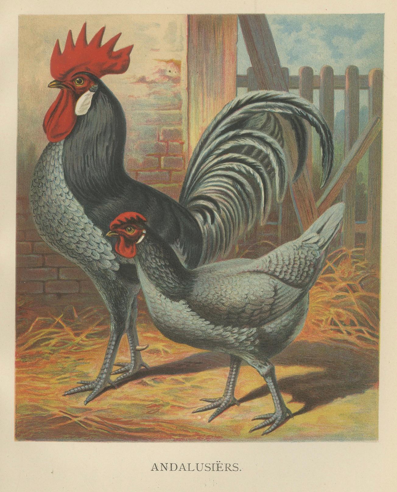The Elegant Andalusian Chicken - A Rare 19th Century Poultry Lithograph im Angebot 1